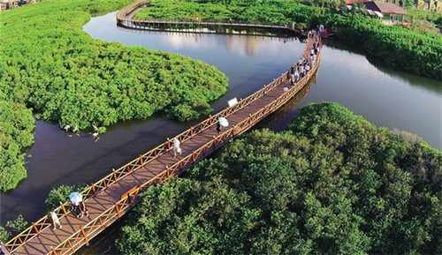 素岛泰茶品牌的发展情况如何